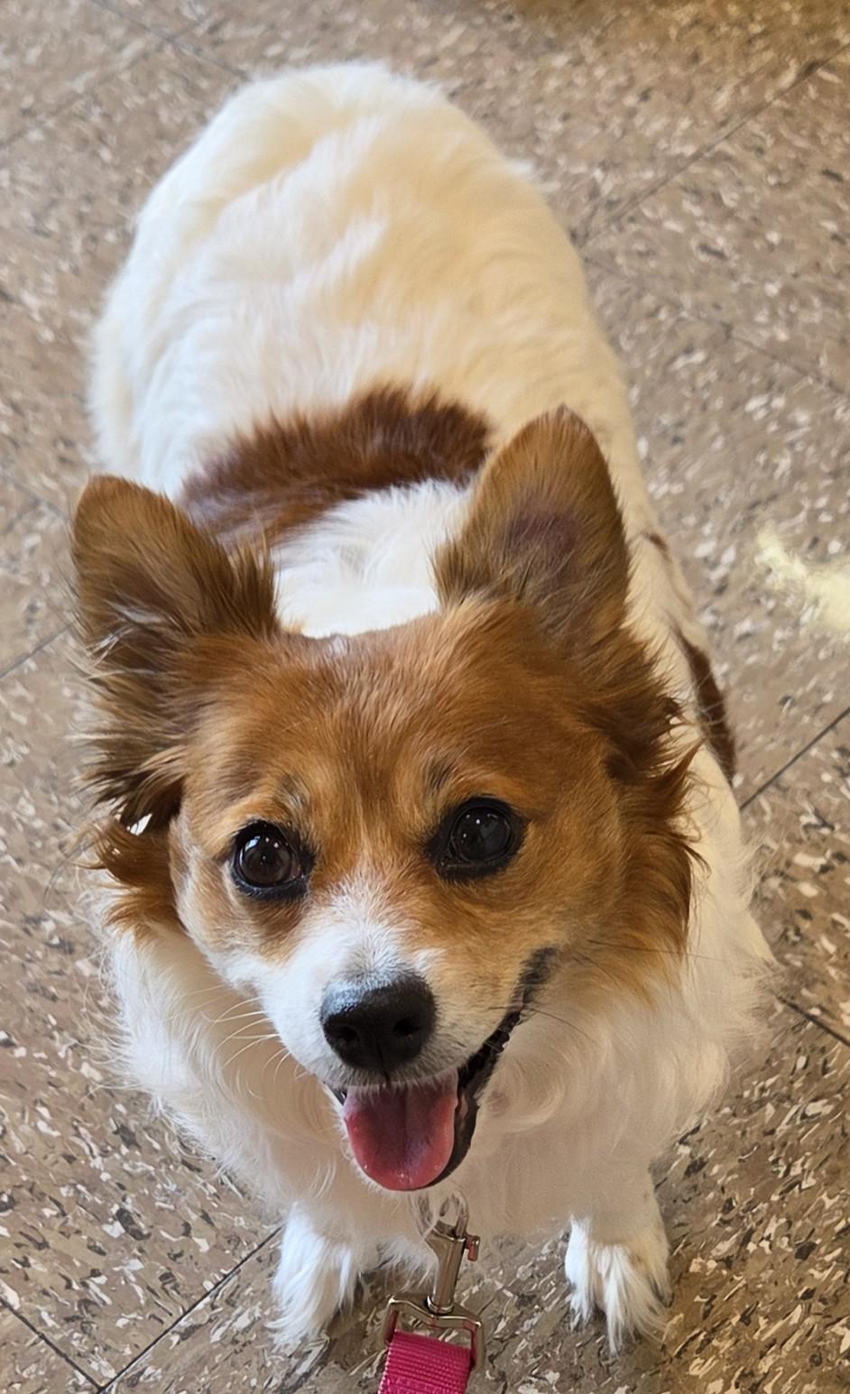 Enlarge Bailey, a ADOPTABLE mixed breed in Anna, IL image 1/4