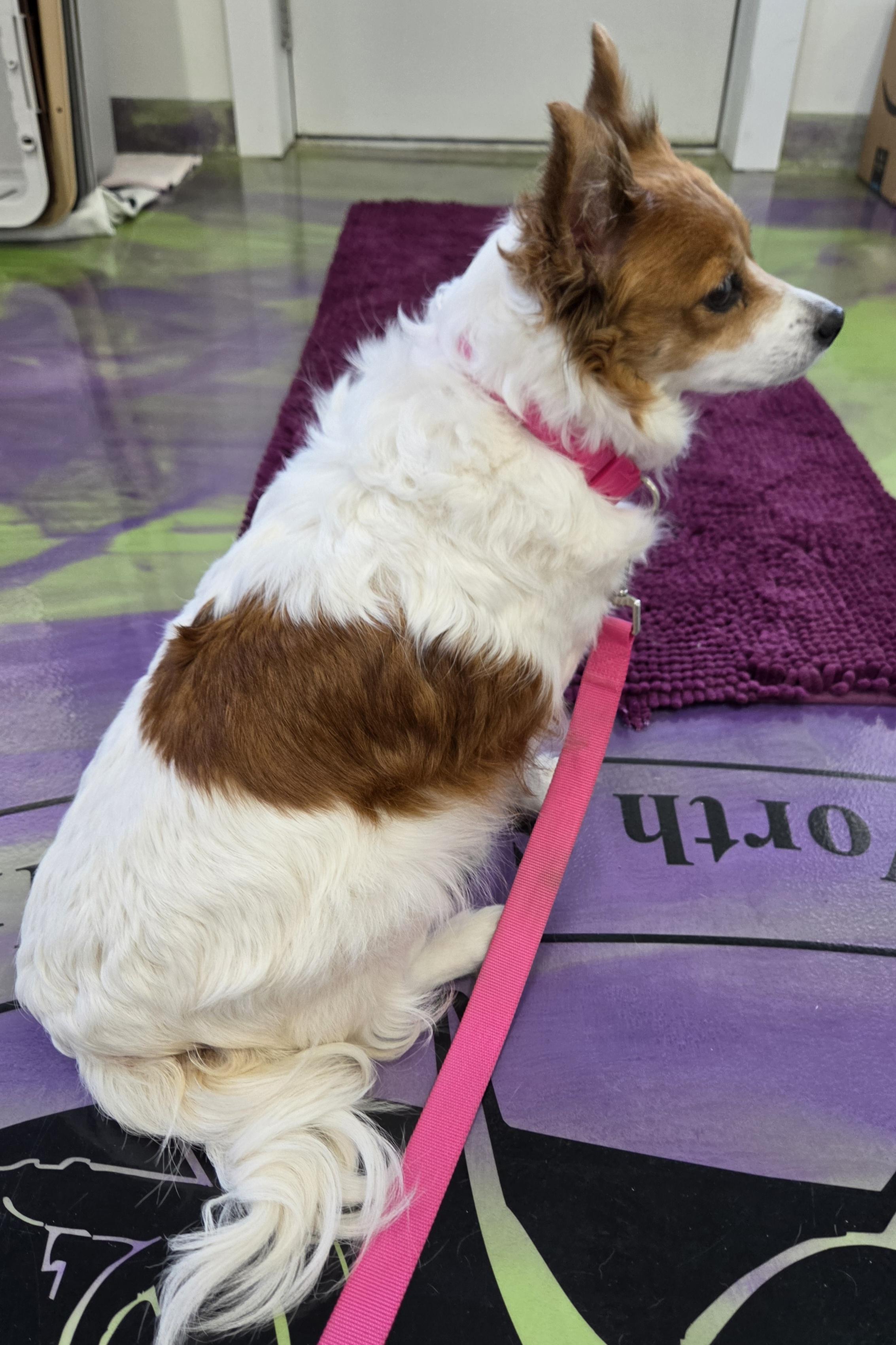 Enlarge Bailey, a ADOPTABLE mixed breed in Anna, IL image 4/4