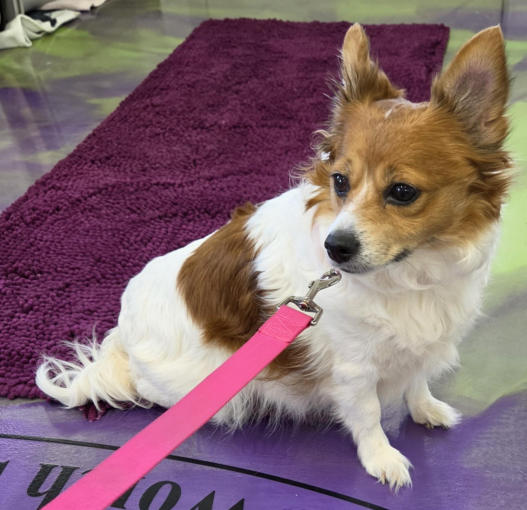 Enlarge Bailey, a ADOPTABLE mixed breed in Anna, IL image 3/4