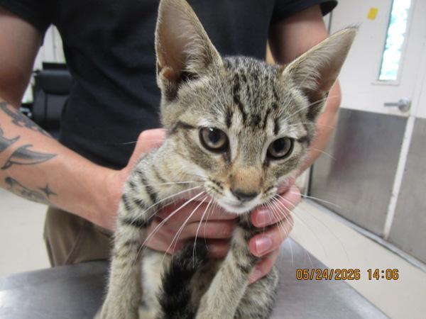 (637), Adoptable, Kitten Female Domestic Short Hair.