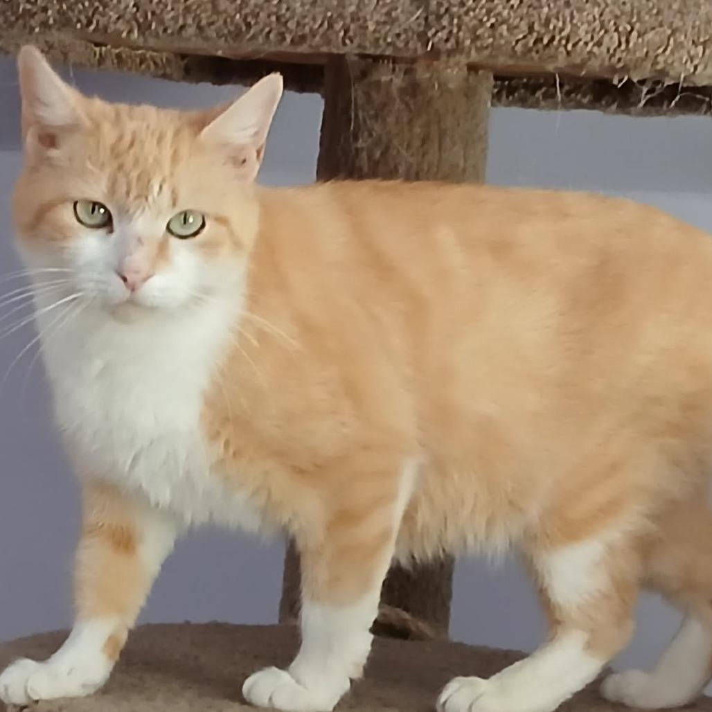 Paprika, Adoptable, Young Female Domestic Short Hair.