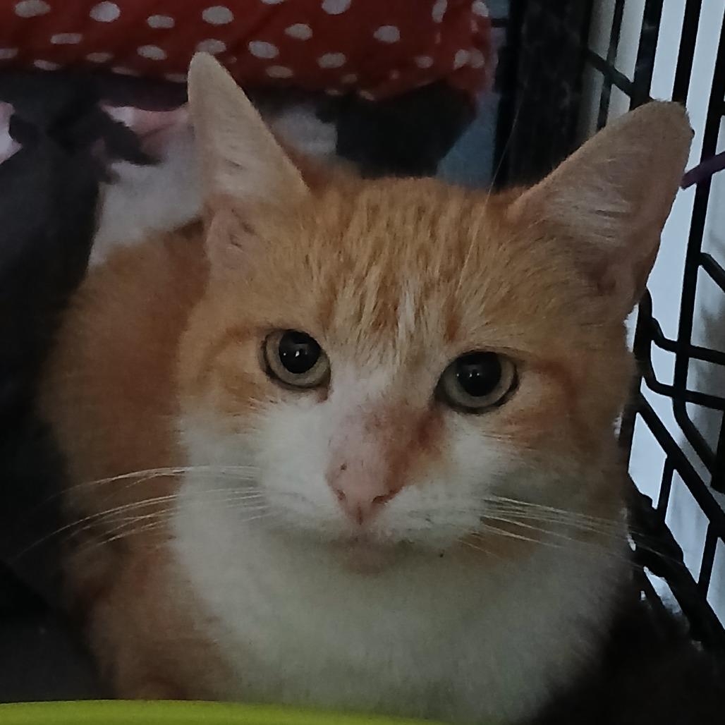 Enlarge Paprika, a Adoptable Domestic Short Hair in Irwin, PA image 2/3