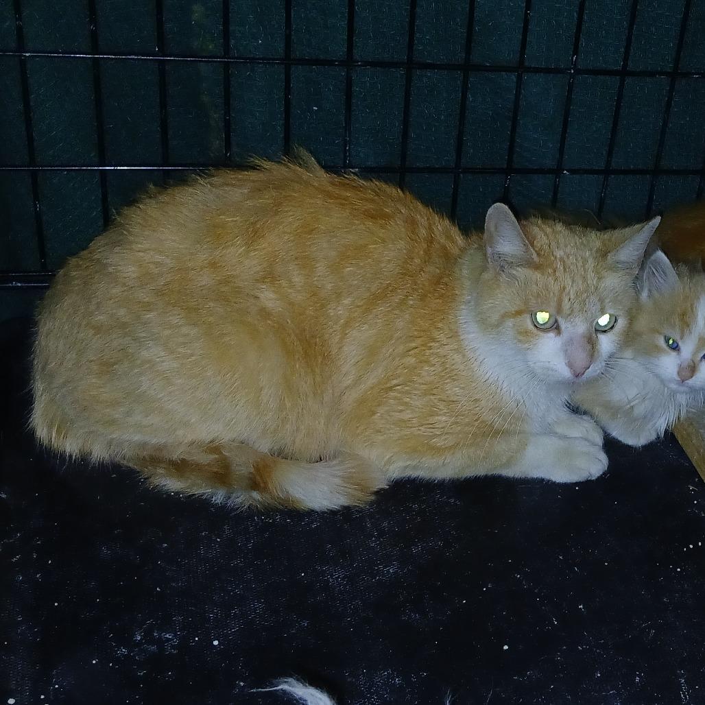 Enlarge Paprika, a Adoptable Domestic Short Hair in Irwin, PA image 3/3