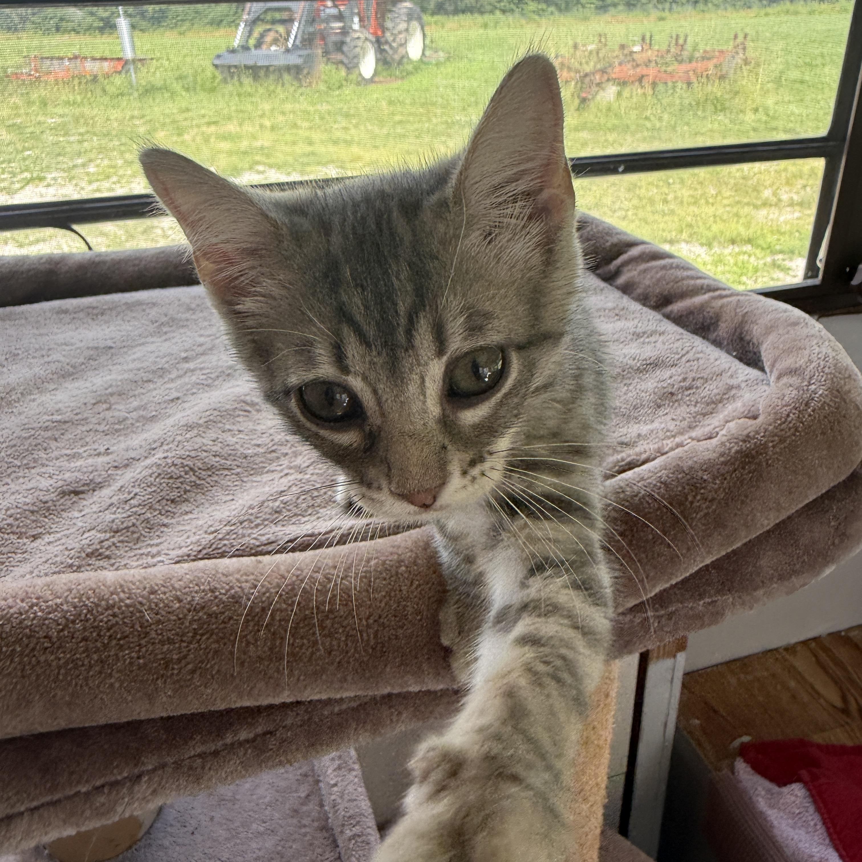 Chipmunk, a Adoptable Domestic Short Hair in Beaufort, MO image 3/3