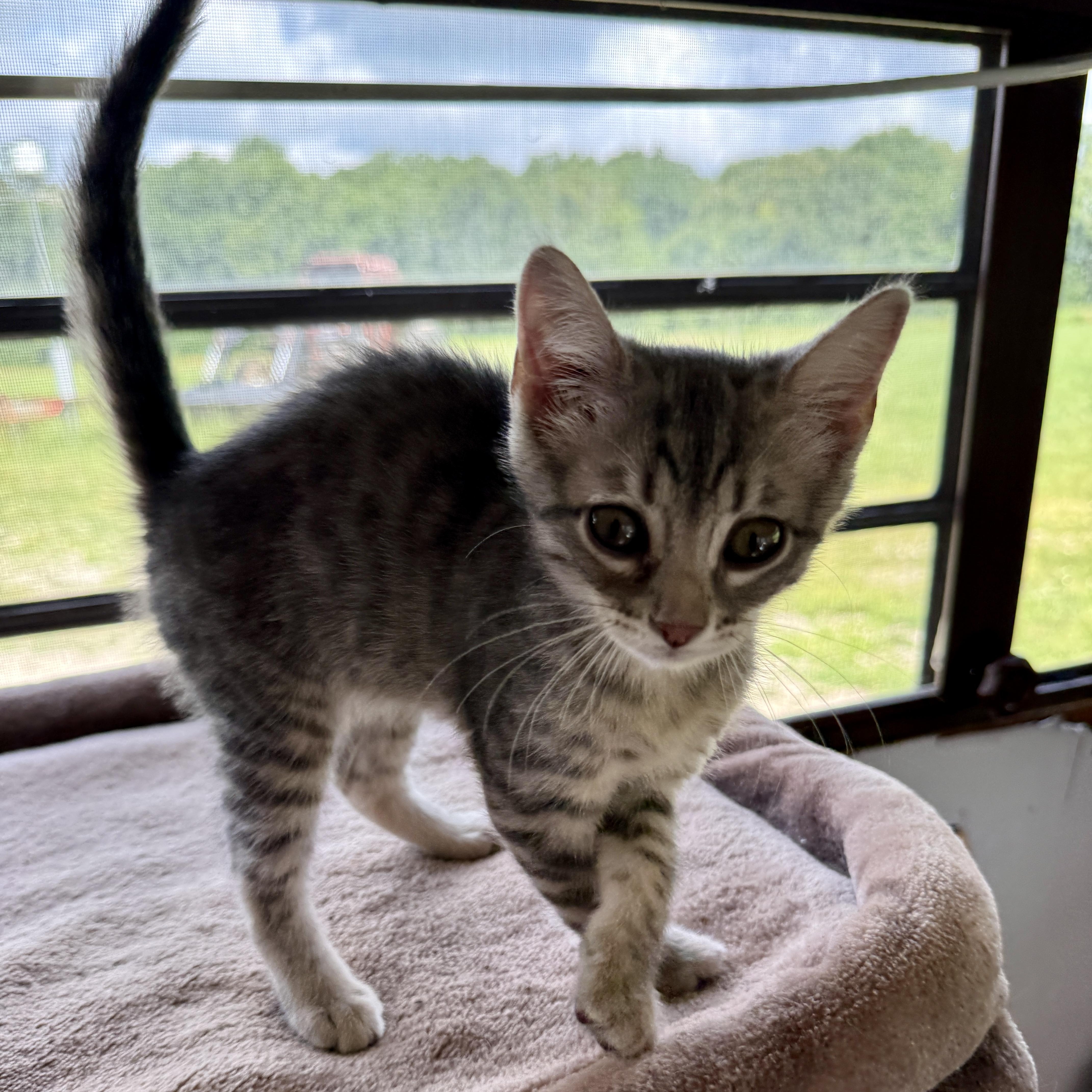 Chipmunk, a Adoptable Domestic Short Hair in Beaufort, MO image 2/3