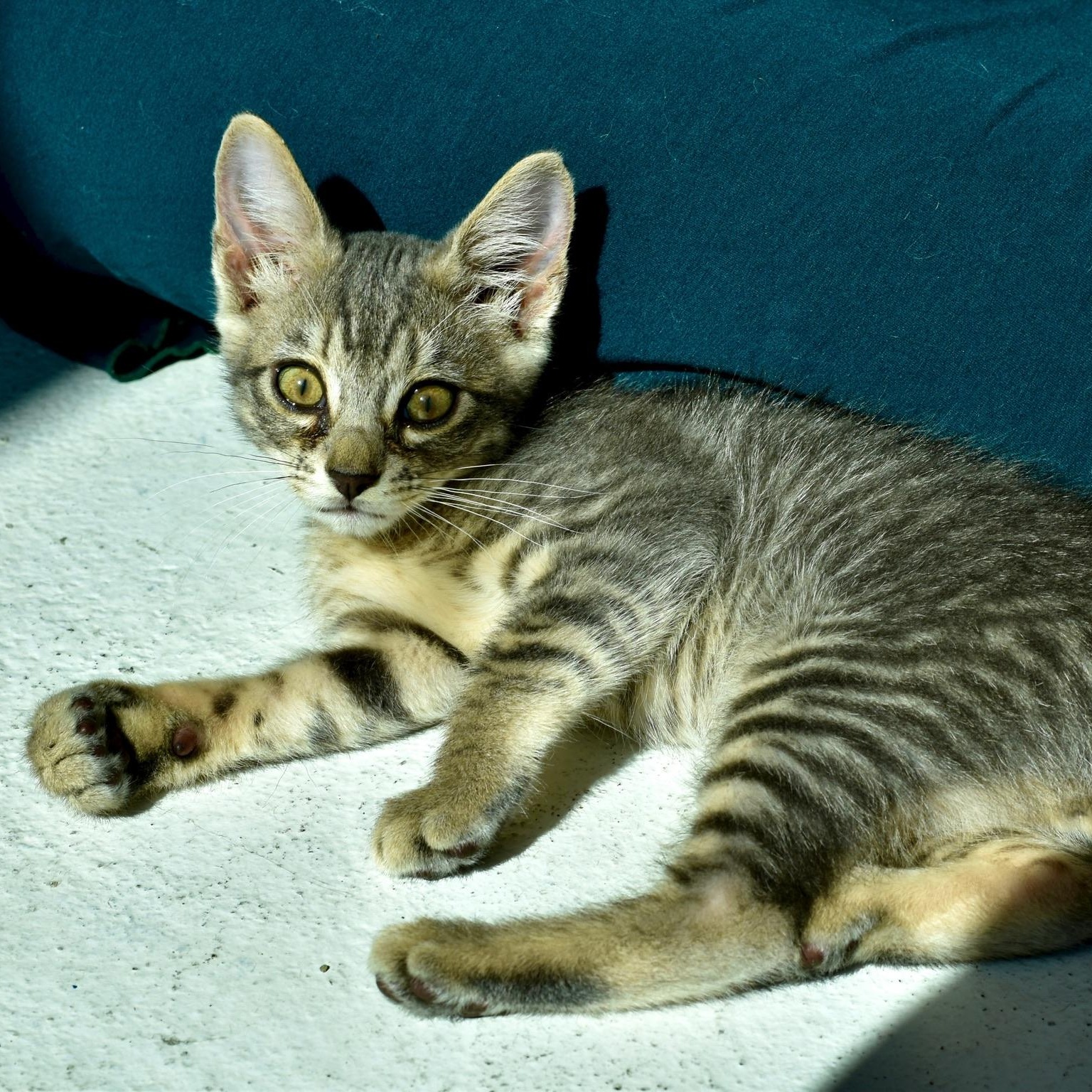 Chipmunk, Adoptable, Kitten Female Domestic Short Hair.