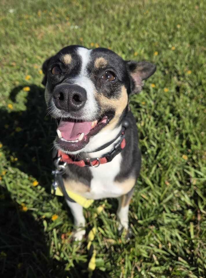 Enlarge Girl, a Adoptable Rat Terrier in New Orleans, LA image 1/6
