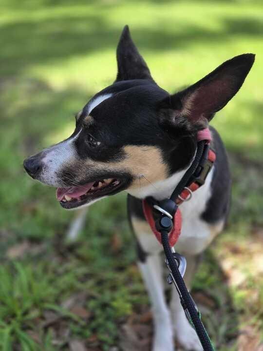 Enlarge Girl, a Adoptable Rat Terrier in New Orleans, LA image 2/6