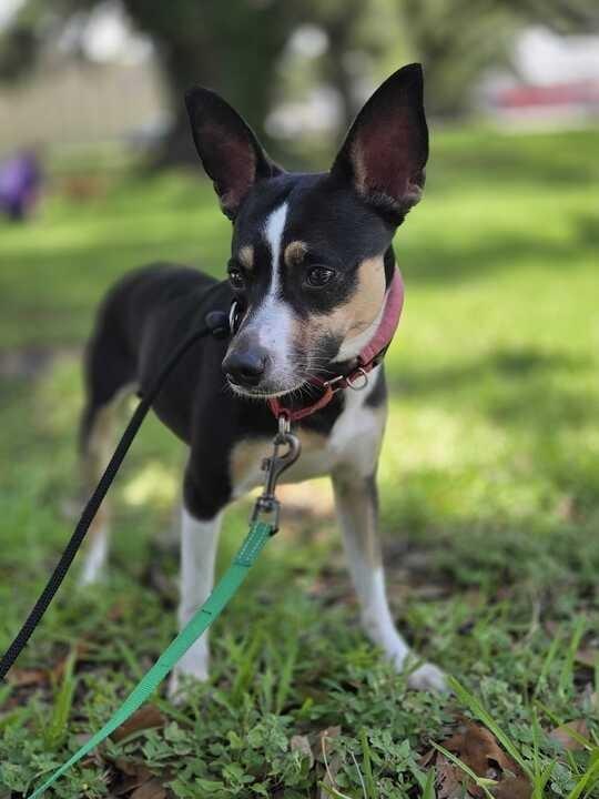 Enlarge Girl, a Adoptable Rat Terrier in New Orleans, LA image 3/6