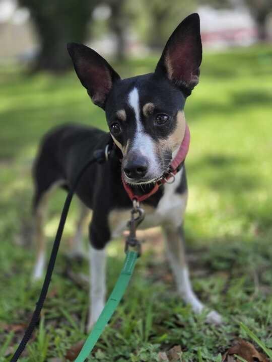 Enlarge Girl, a Adoptable Rat Terrier in New Orleans, LA image 4/6