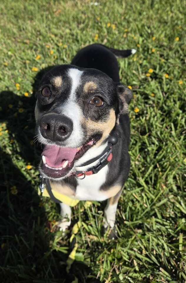 Enlarge Girl, a Adoptable Rat Terrier in New Orleans, LA image 5/6