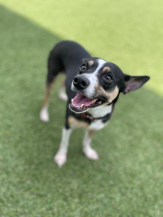 Enlarge Girl, a Adoptable Rat Terrier in New Orleans, LA image 6/6