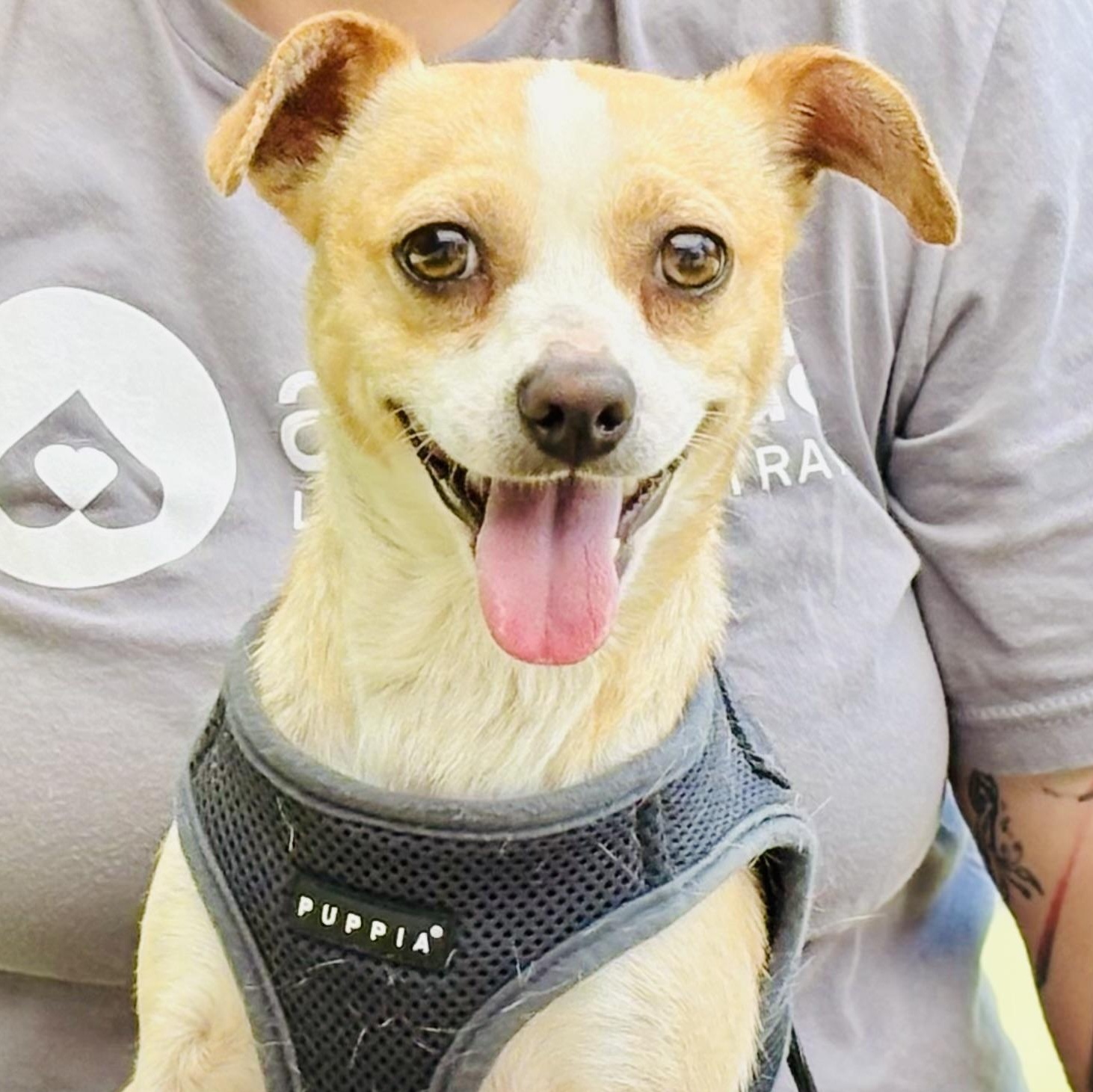 Jinx, ADOPTABLE, Young Male Beagle & Chihuahua.