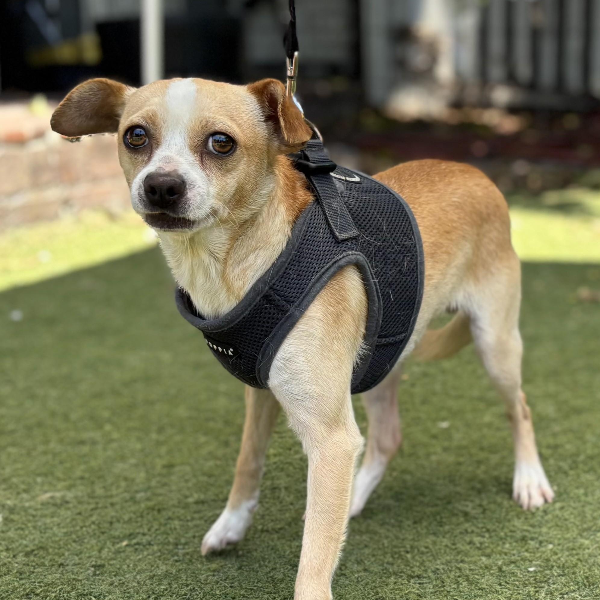 Enlarge Jinx, a ADOPTABLE mixed breed in Beverly Hills, CA image 2/2