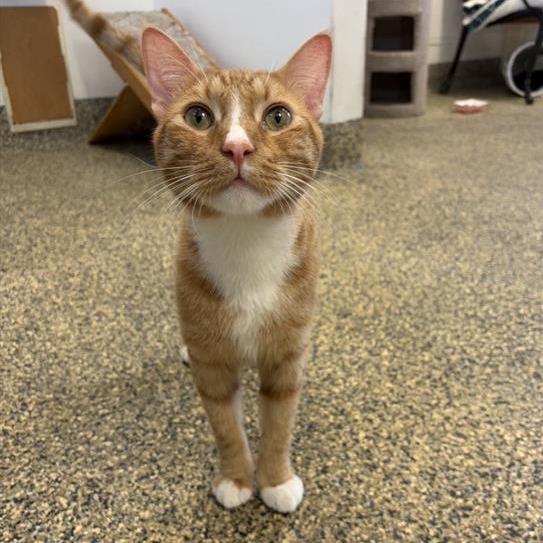 Enlarge Simba, a Adoptable Domestic Short Hair in Long Beach, CA image 1/5