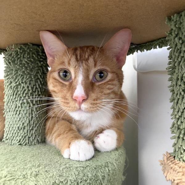 Enlarge Simba, a Adoptable Domestic Short Hair in Long Beach, CA image 2/5
