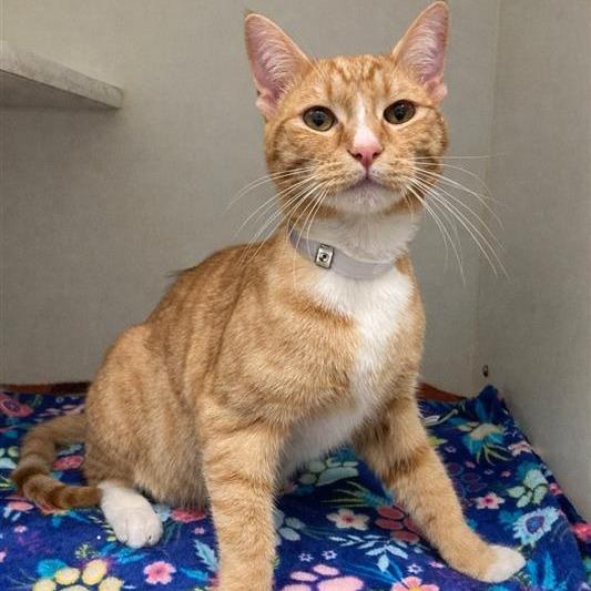 Enlarge Simba, a Adoptable Domestic Short Hair in Long Beach, CA image 3/5