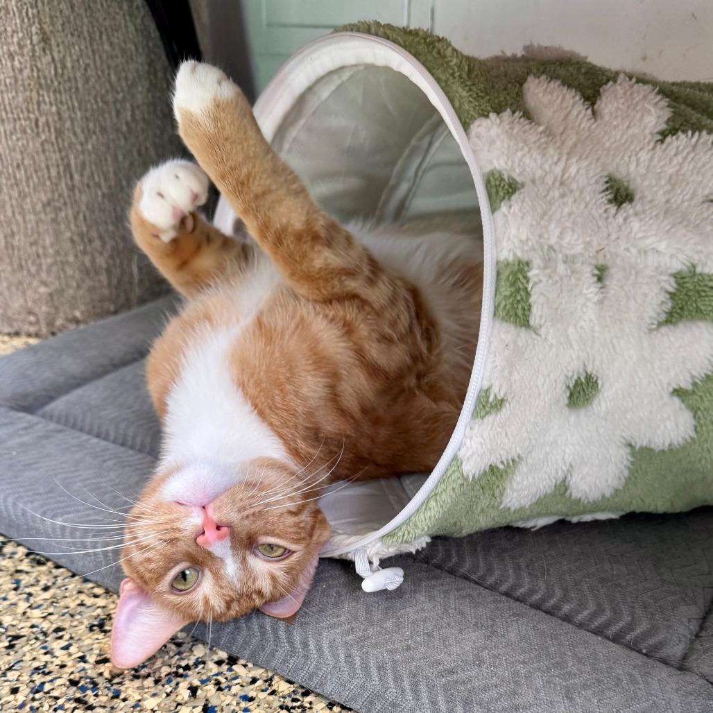 Enlarge Simba, a Adoptable Domestic Short Hair in Long Beach, CA image 4/5
