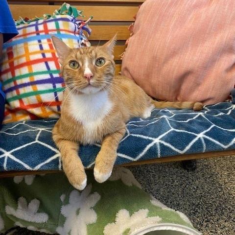 Enlarge Simba, a Adoptable Domestic Short Hair in Long Beach, CA image 5/5