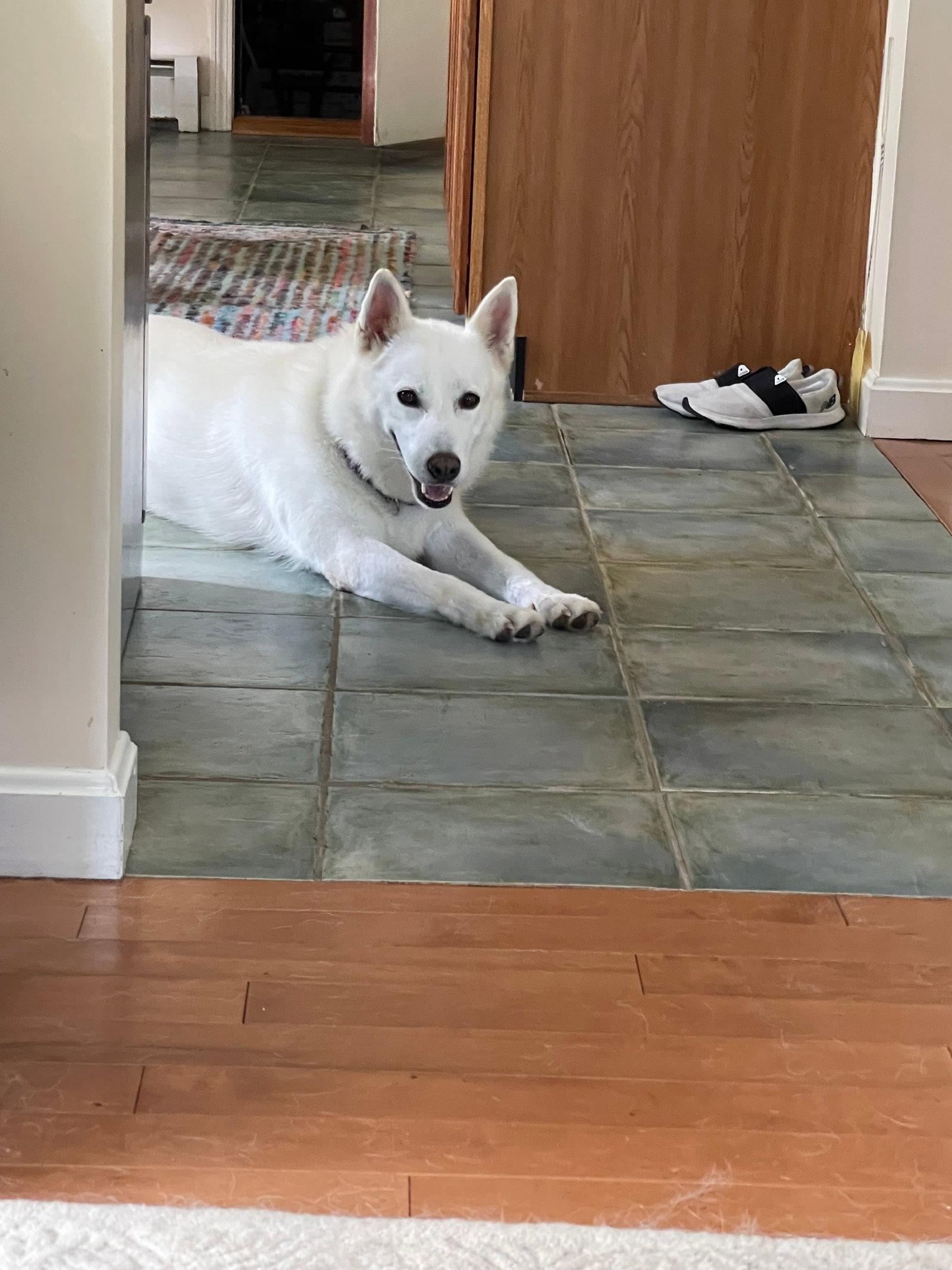 Enlarge Leah, a Adopted White German Shepherd in Londonderry, NH image 1/3