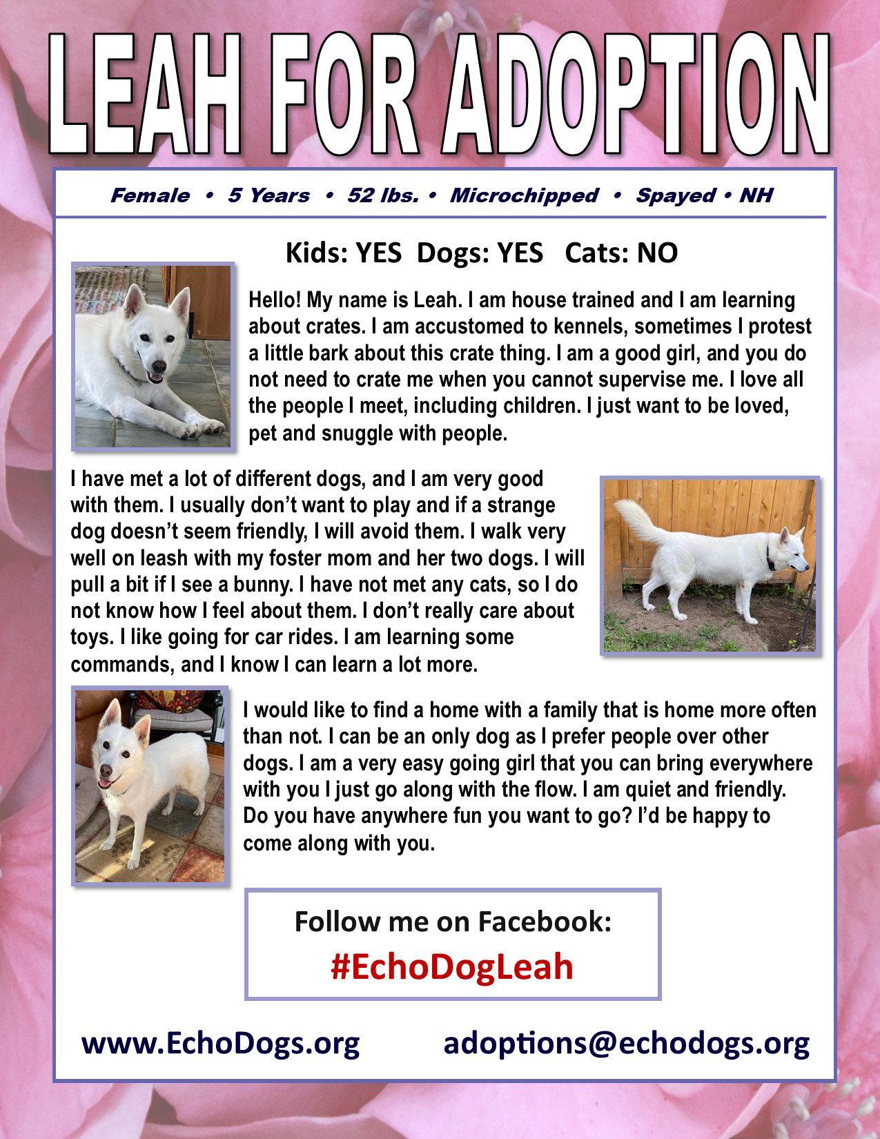 Enlarge Leah, a Adopted White German Shepherd in Londonderry, NH image 2/3