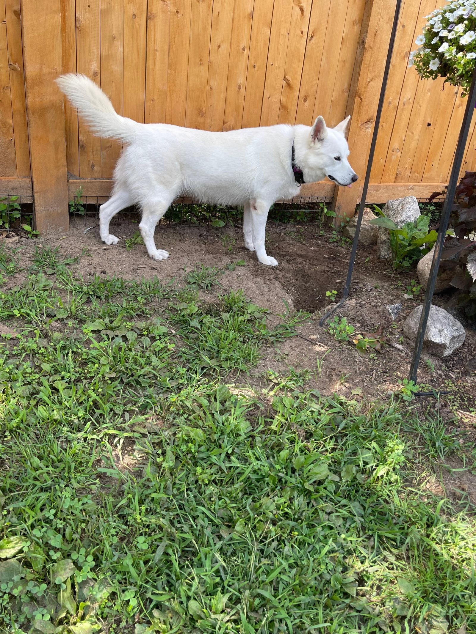 Enlarge Leah, a Adopted White German Shepherd in Londonderry, NH image 3/3