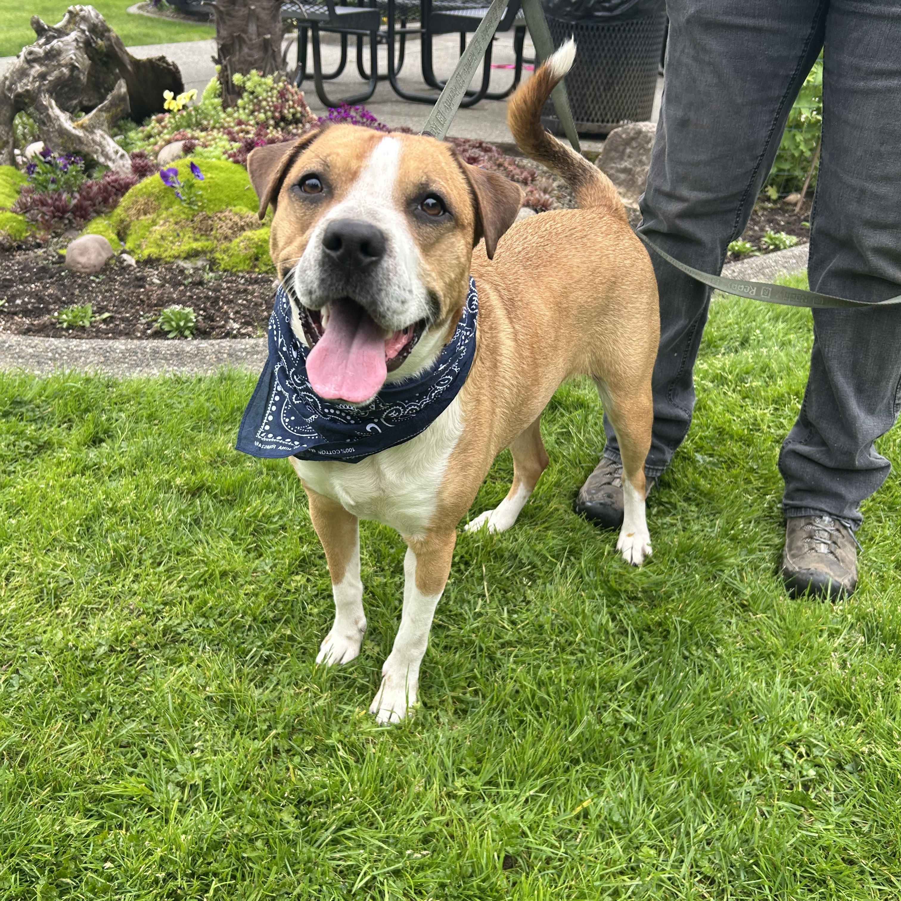 Rum, an adoptable Boxer in Blaine, WA, 98230 | Photo Image 1