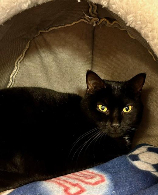 Enlarge Willow, a Adoptable Domestic Short Hair in Davenport, IA image 1/1