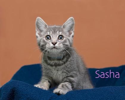 Enlarge Sasha, a Adoptable mixed breed in Parma, OH image 1/1