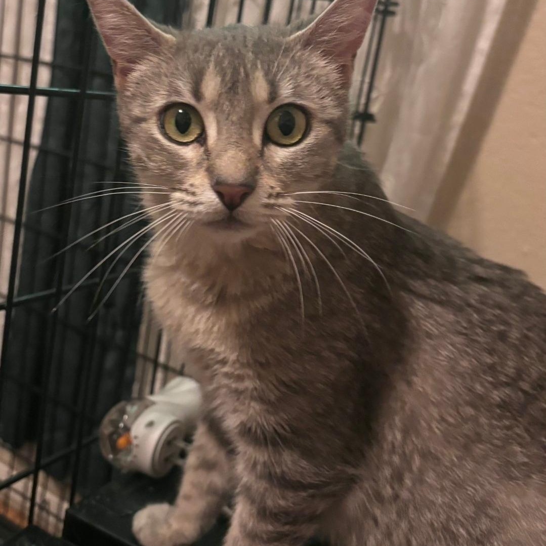Katniss, adopted, Young Female Domestic Short Hair.