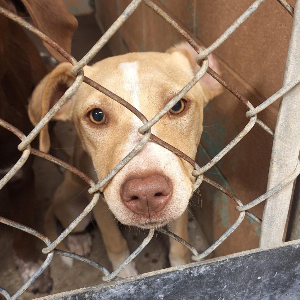 Minnie, Adoptable, Puppy Female Labrador Retriever.
