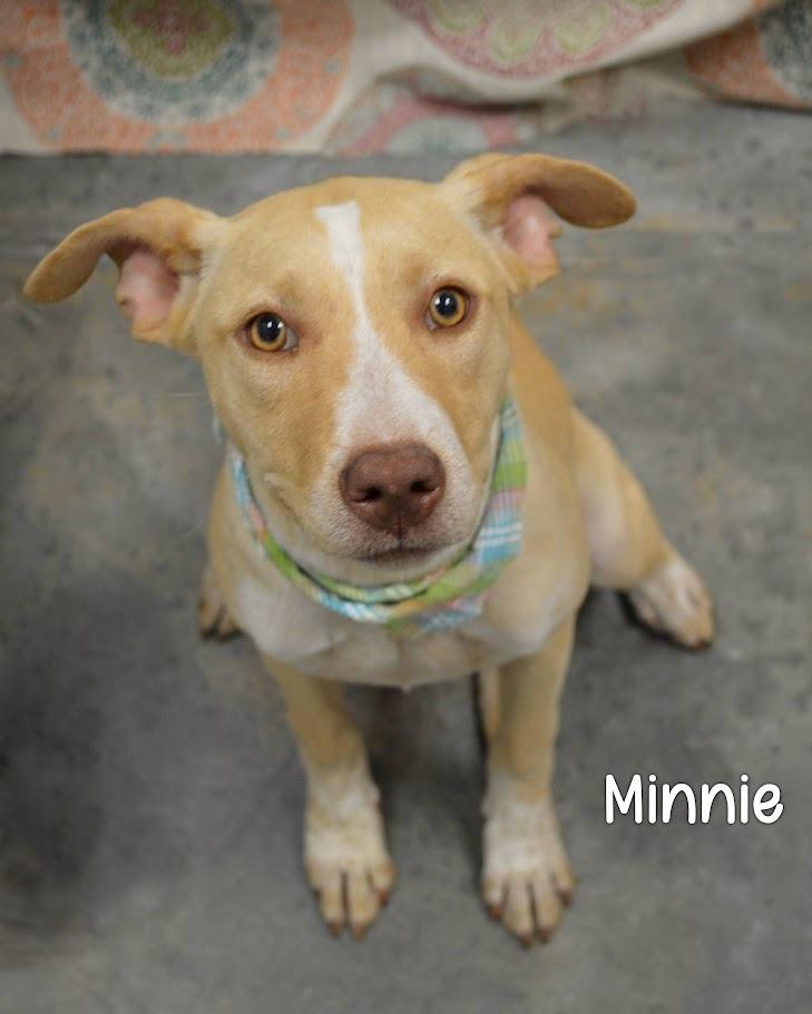 Enlarge Minnie, a Adoptable Labrador Retriever in Gautier, MS image 2/2