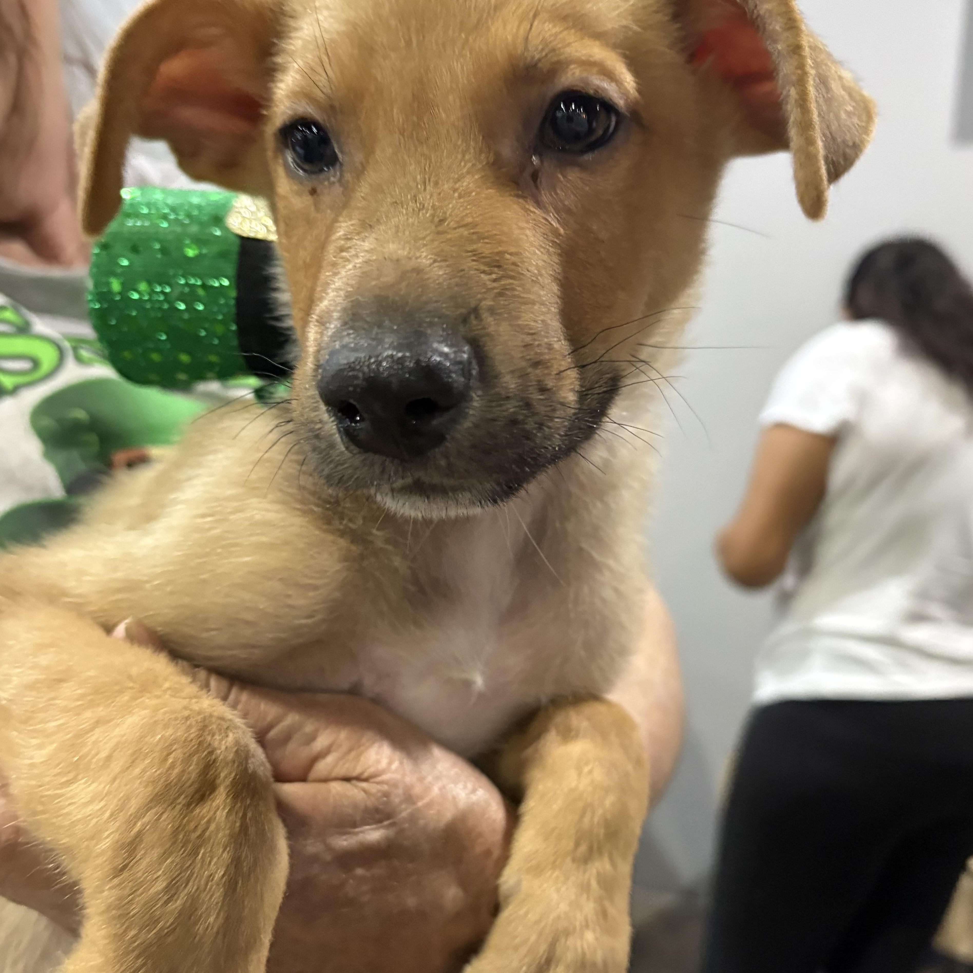 Peanut — thumbnail 6