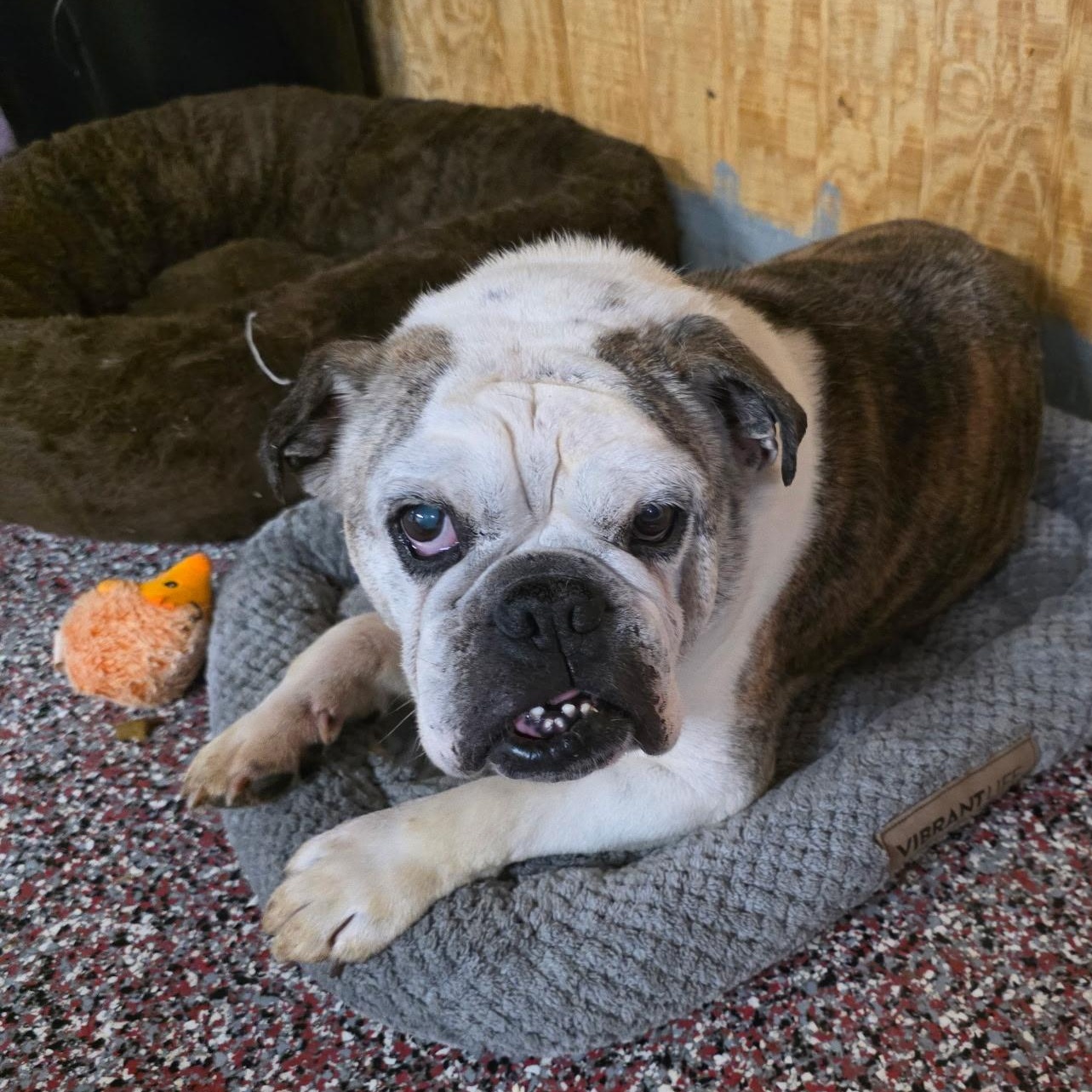 Champus, a ADOPTABLE American Bulldog in Wheelersburg, OH image 5/5