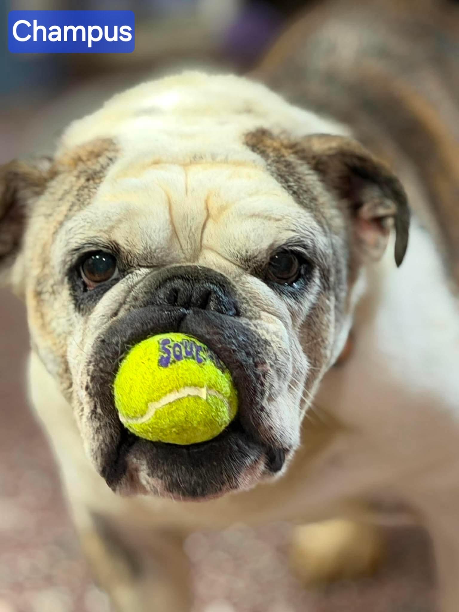 Champus, ADOPTABLE, Adult Male American Bulldog.