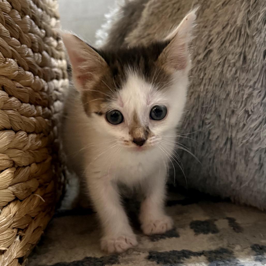 Nero, Adoptable, Kitten Male Domestic Short Hair.