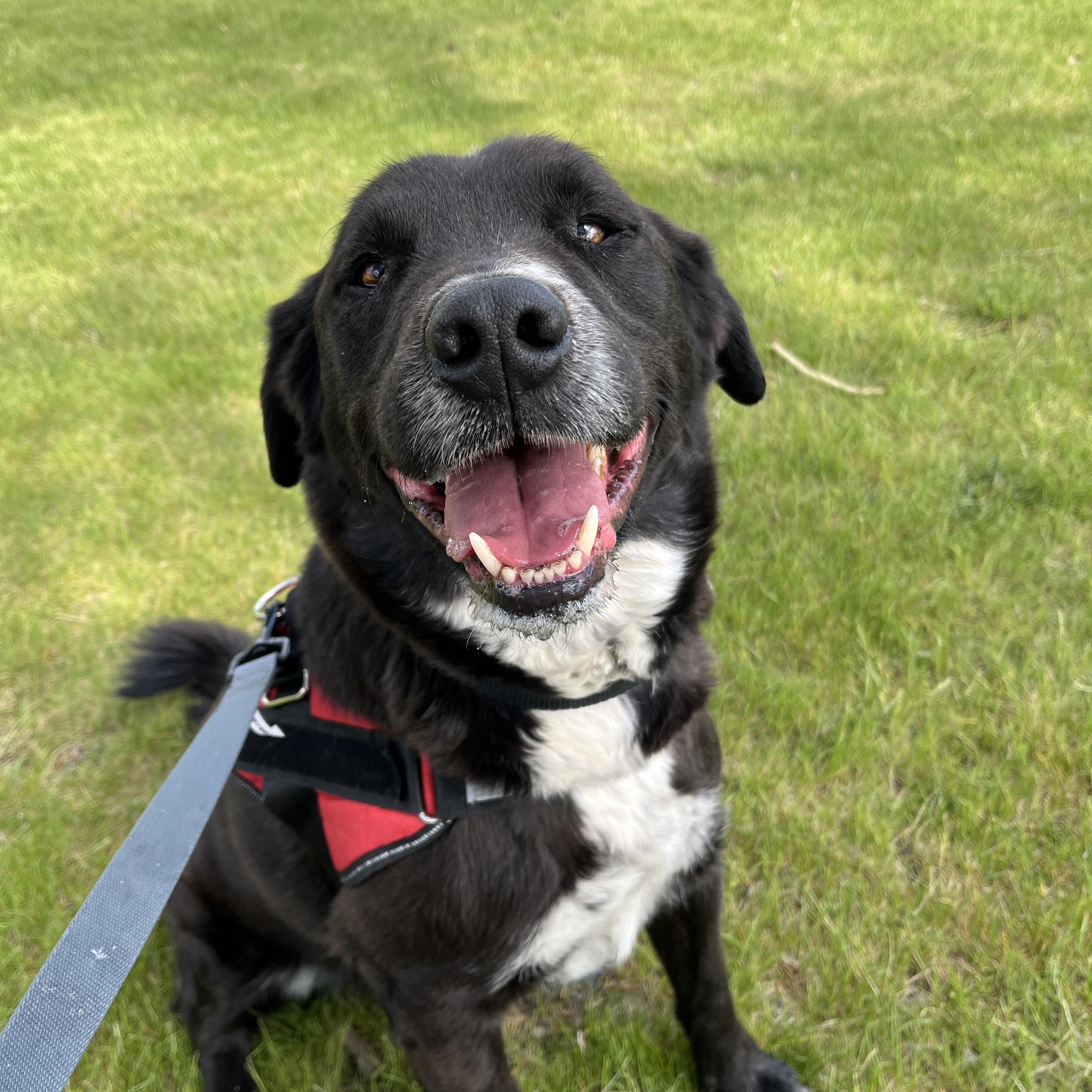 Remi, Adopted, Adult Male Black Labrador Retriever & Australian Cattle Dog / Blue Heeler.