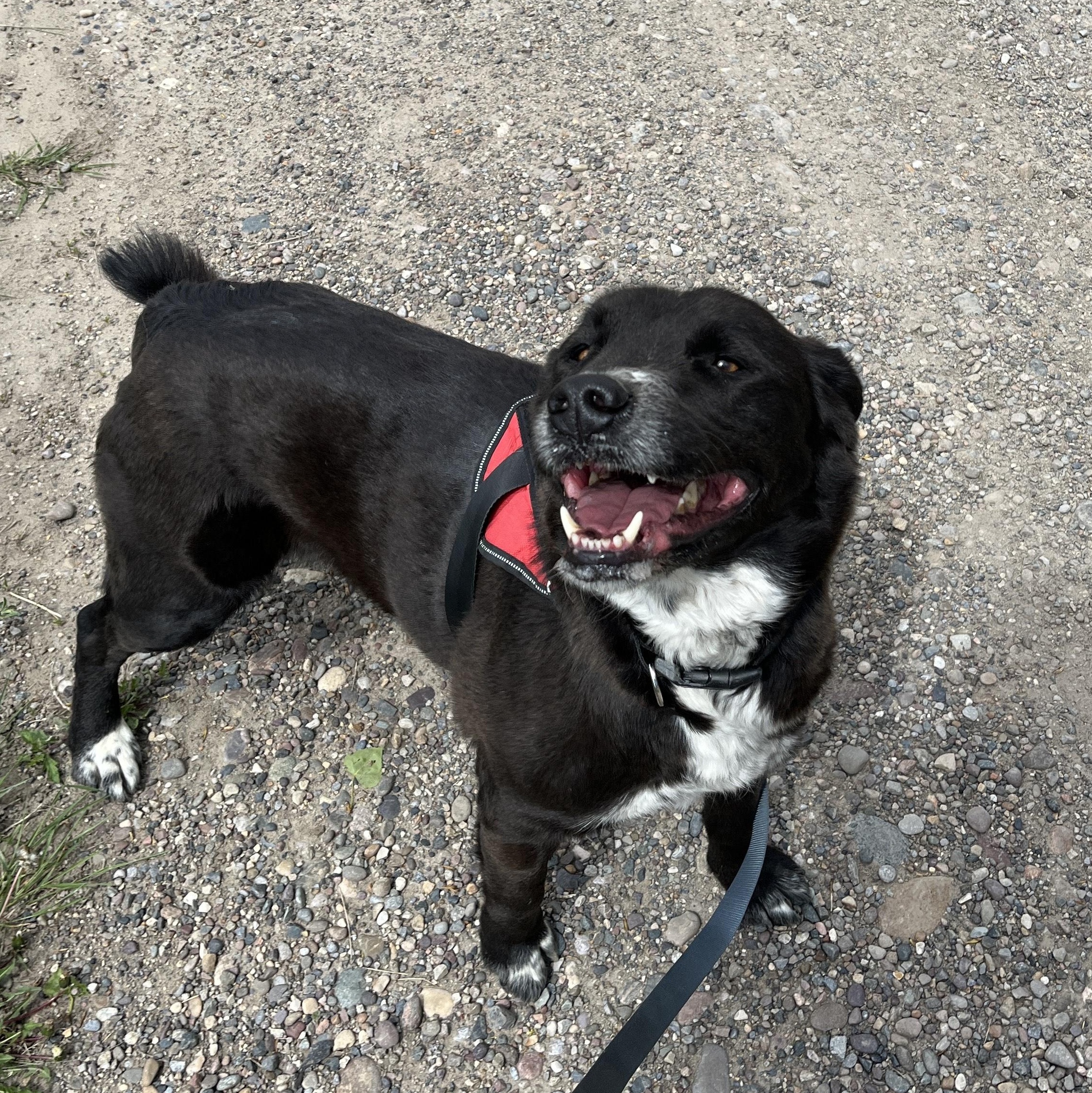 Enlarge Remi, a Adopted mixed breed in Fort Benton, MT image 2/3
