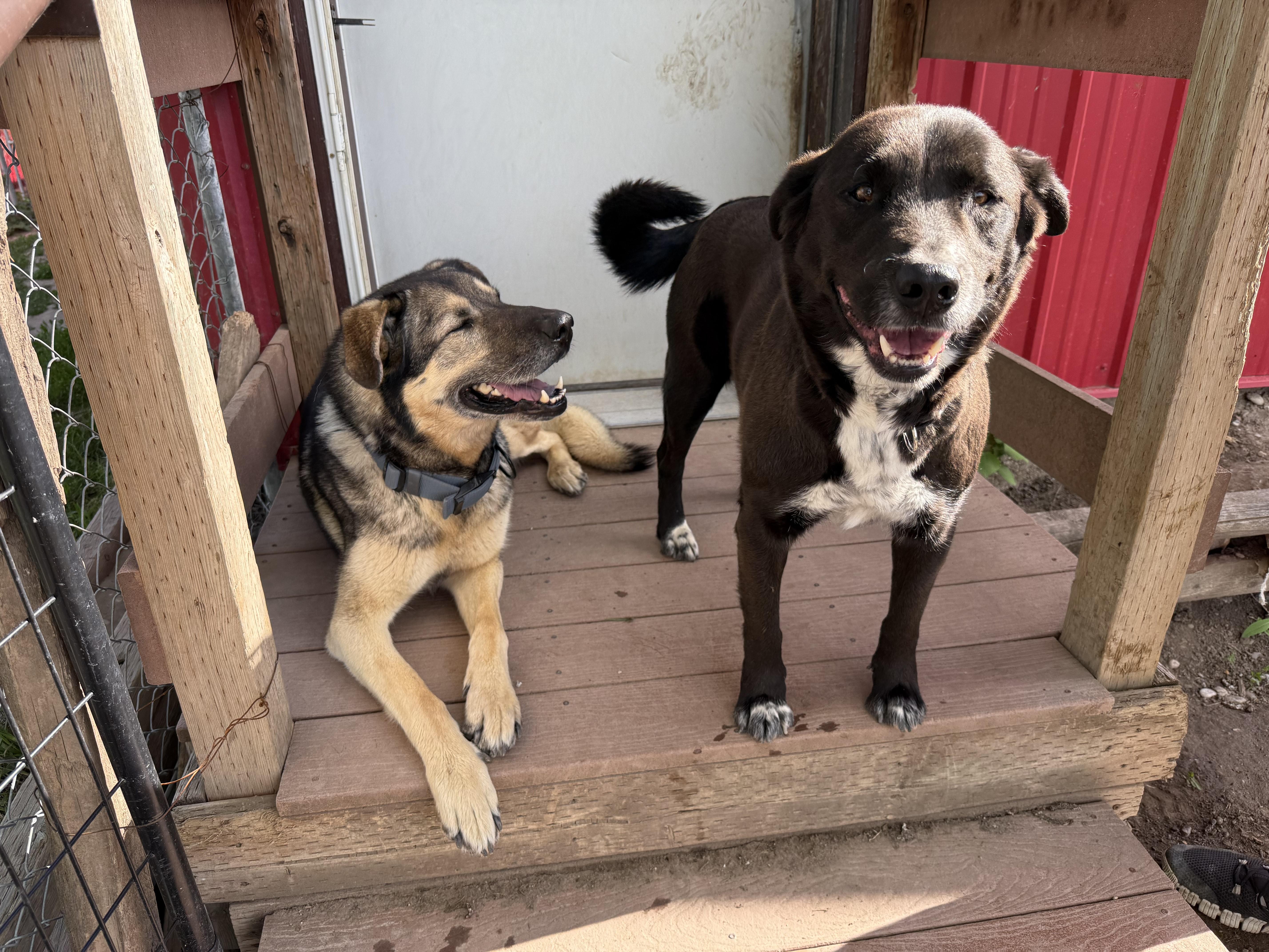 Enlarge Remi, a Adopted mixed breed in Fort Benton, MT image 3/3