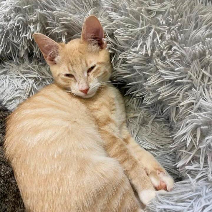 Peeta @ Fat Cat Cafe Domestic Short Hair Cat
