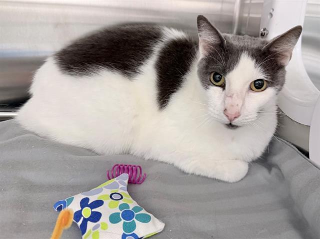 BENITO, Adoptable, Young Male Domestic Short Hair.