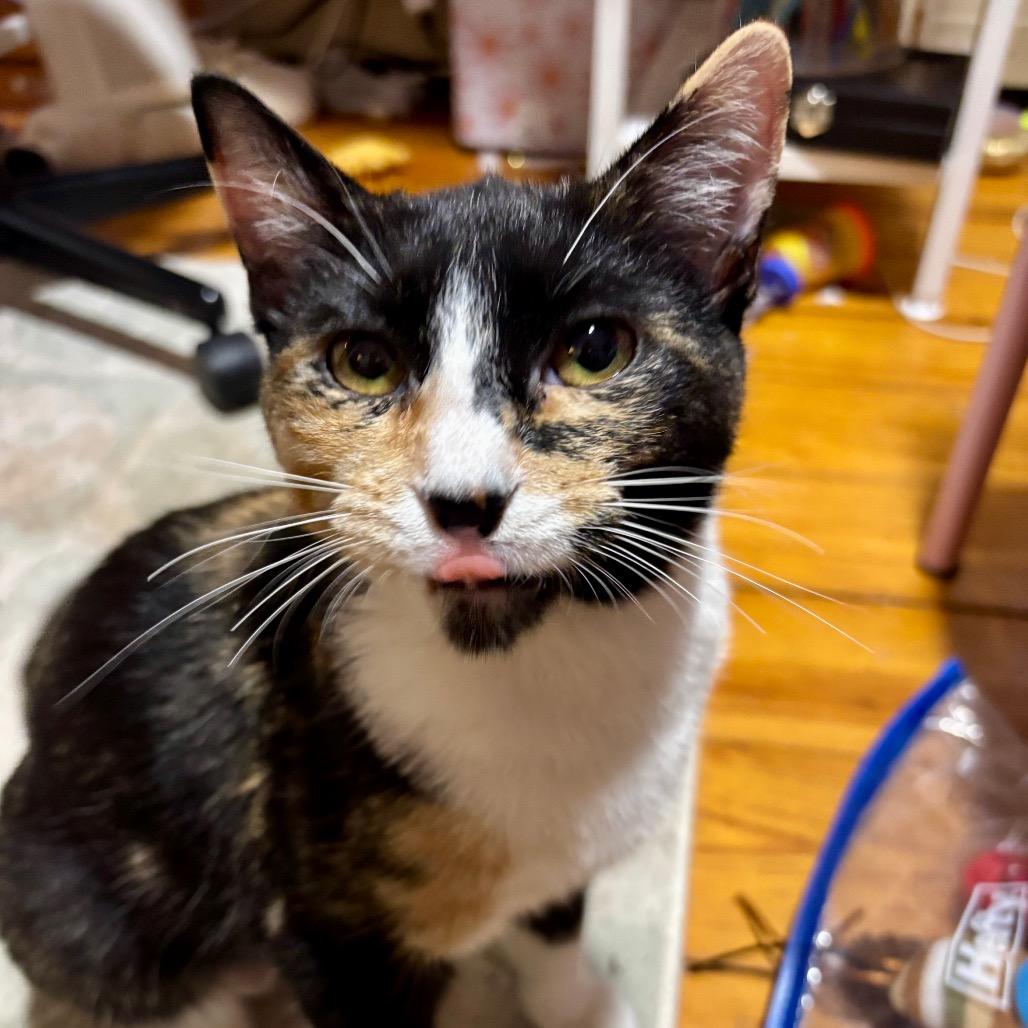 Spirit, a Adoptable Domestic Short Hair in Kansas City, MO image 1/3