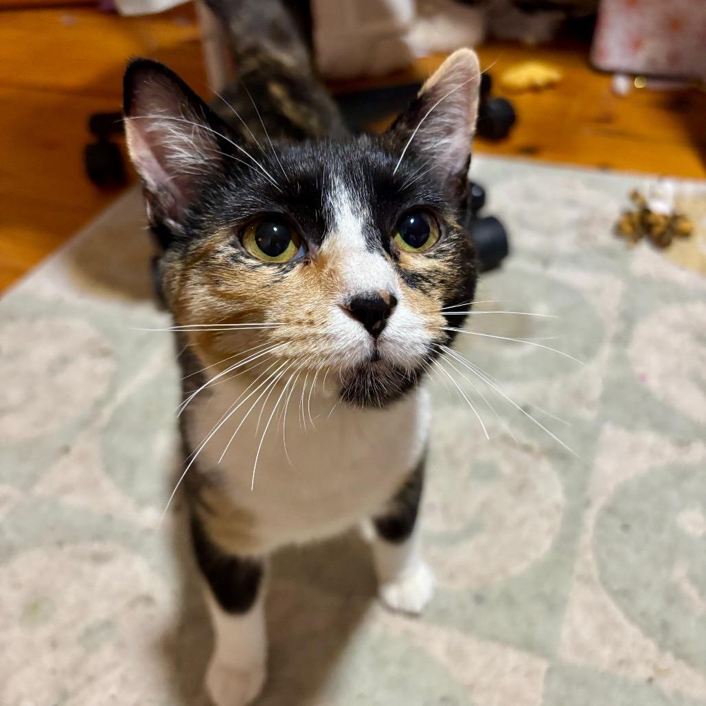 Spirit, a Adoptable Domestic Short Hair in Kansas City, MO image 2/3