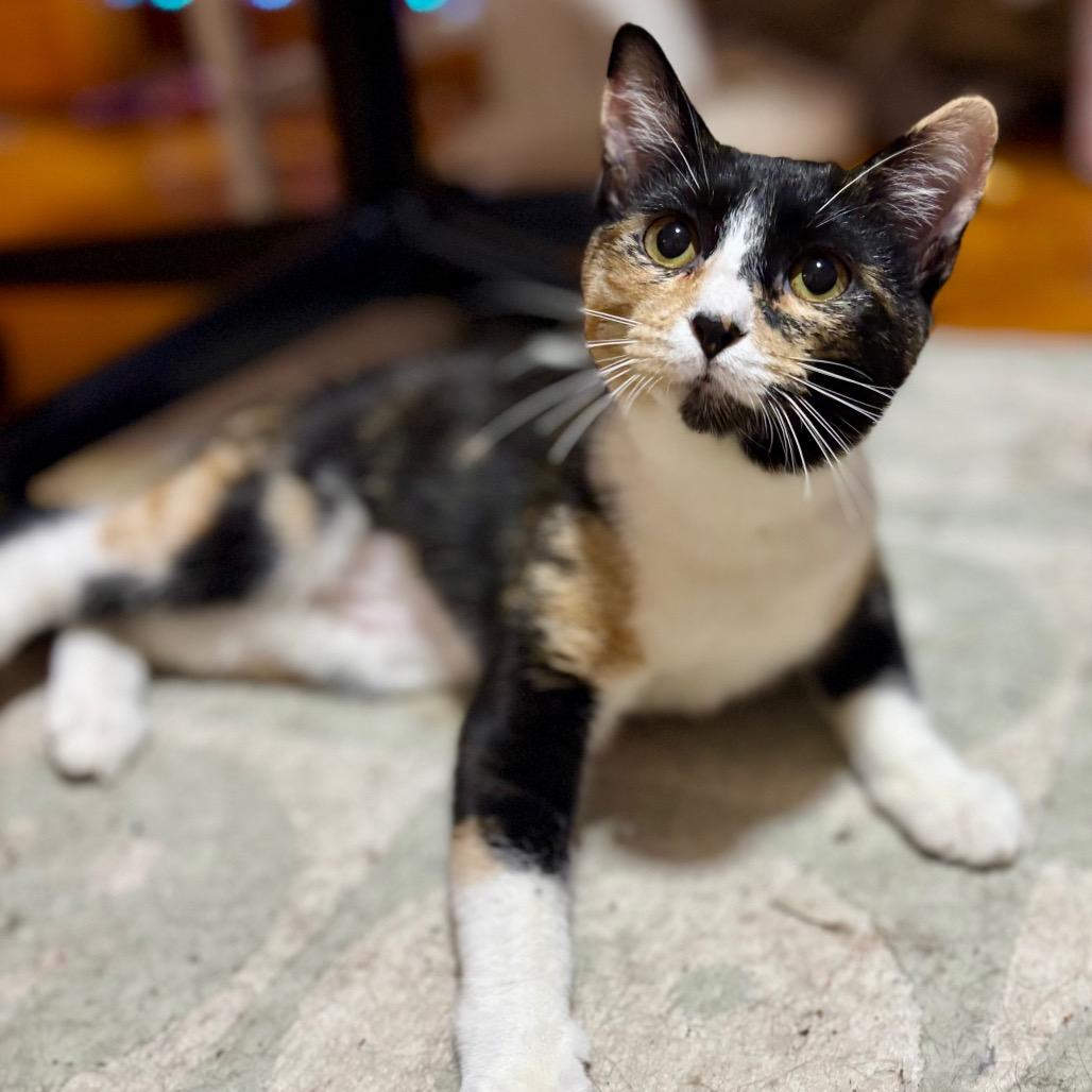 Spirit, a Adoptable Domestic Short Hair in Kansas City, MO image 3/3