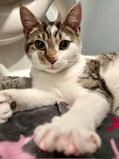 Enlarge Cheshire , a ADOPTABLE Domestic Short Hair in Fairfax, VA image 1/4