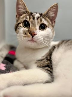 Enlarge Cheshire , a ADOPTABLE Domestic Short Hair in Fairfax, VA image 4/4