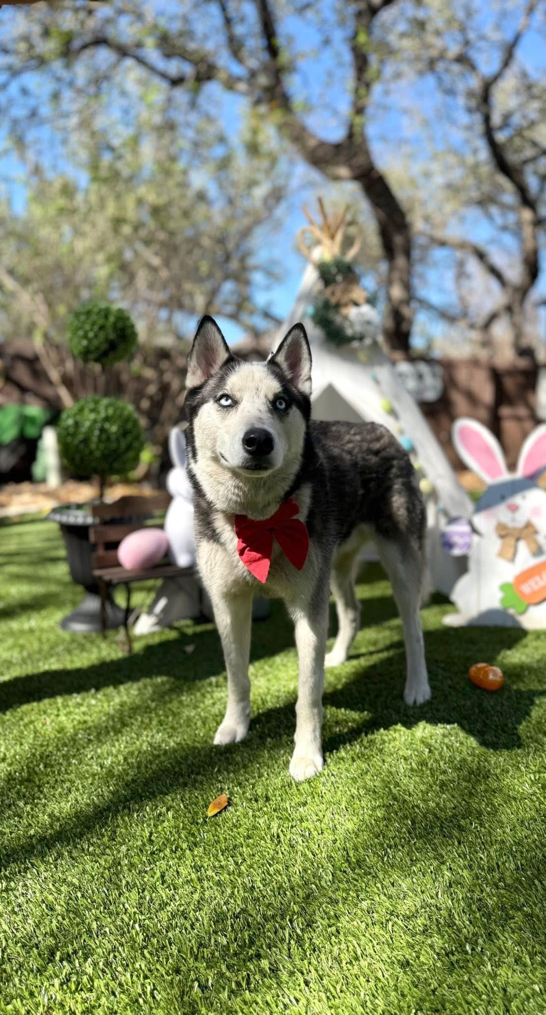 Lobo , adopted, Adult Male Husky.