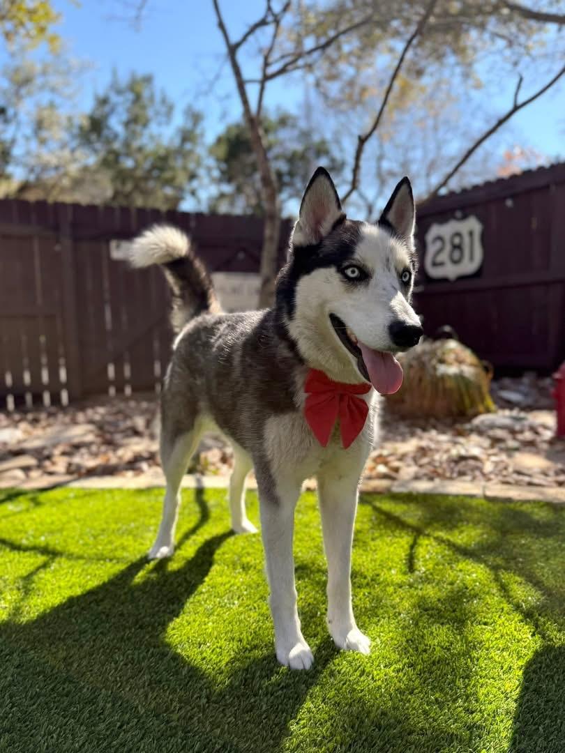 Lobo , an adopted mixed breed in Cheektowaga, NY image 4/6
