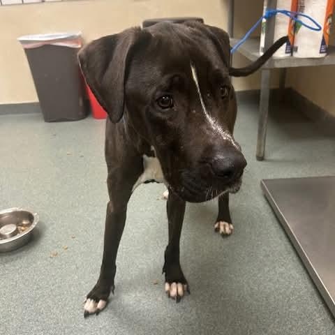 Turk, a ADOPTABLE mixed breed in Celina, TX image 3/3