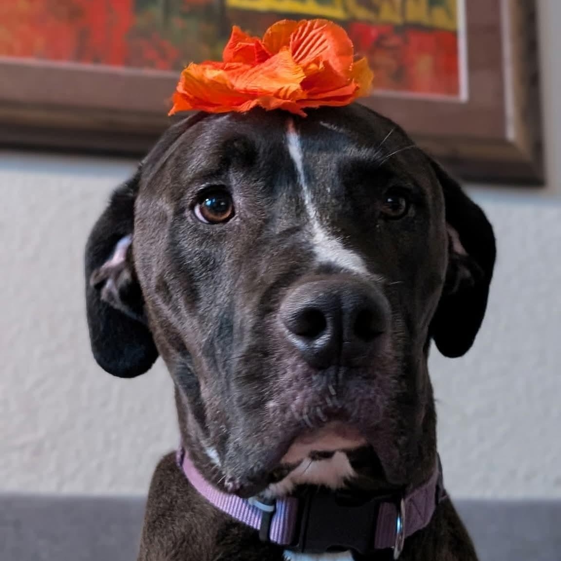 Enlarge Turk, a ADOPTABLE mixed breed in Cedar Park, TX image 5/5